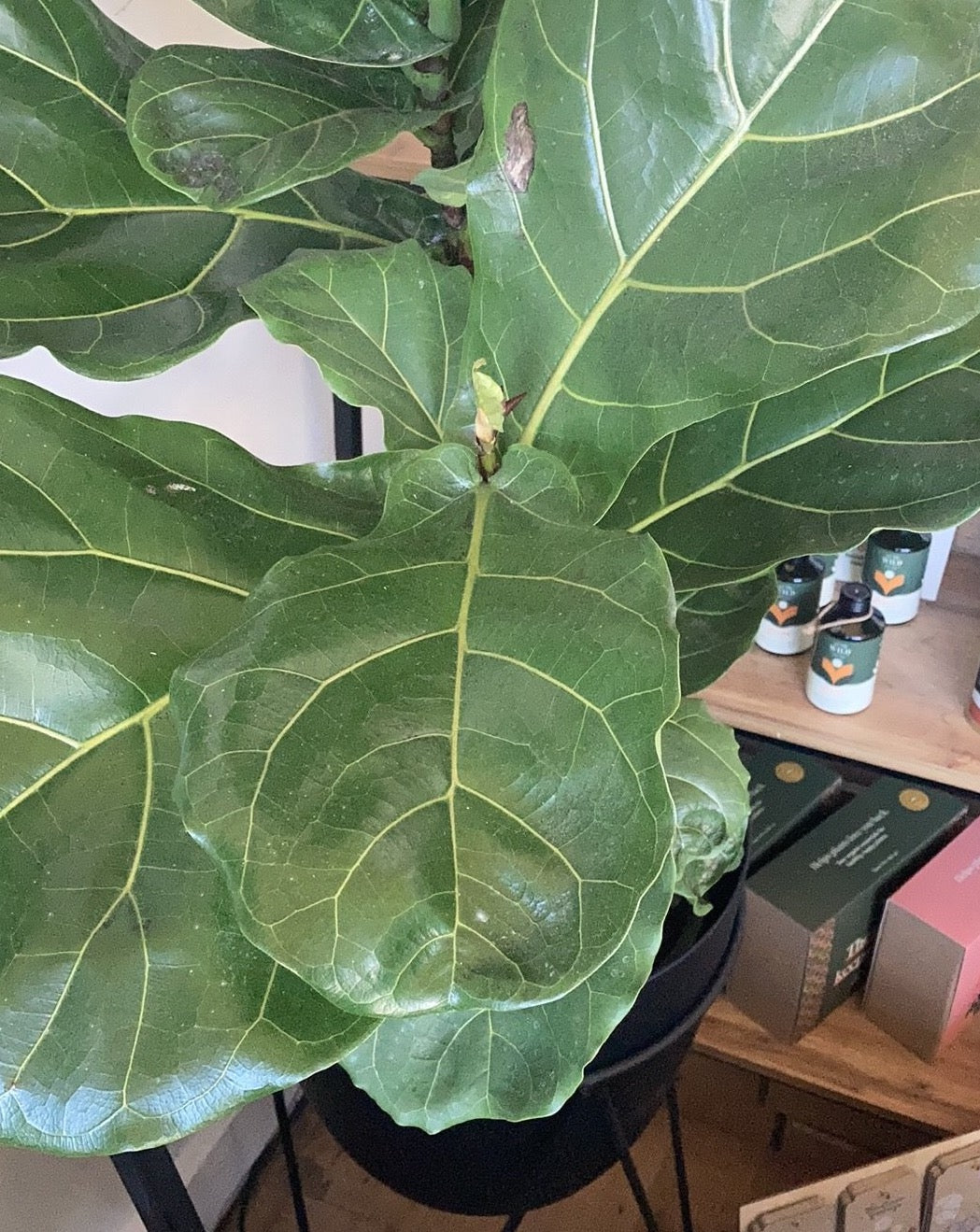 Ficus Lyrata - Fiddle Leaf Fig