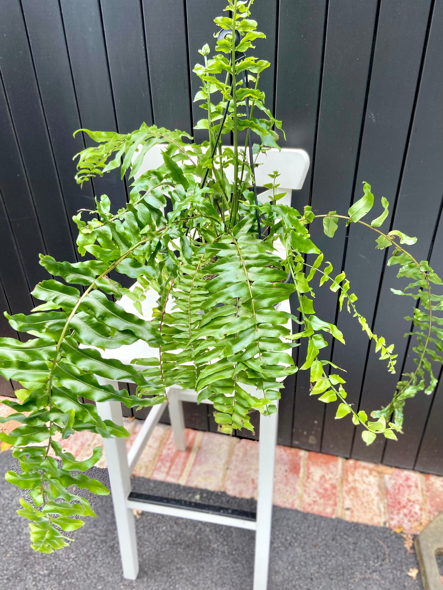 Nephrolepis bisarata 'Macho' fern hanging basket