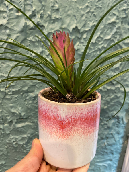 Plant + Pot Combo - Tillandsia 'Pink Quill' Airplant in Pink + White Ceramic Planter