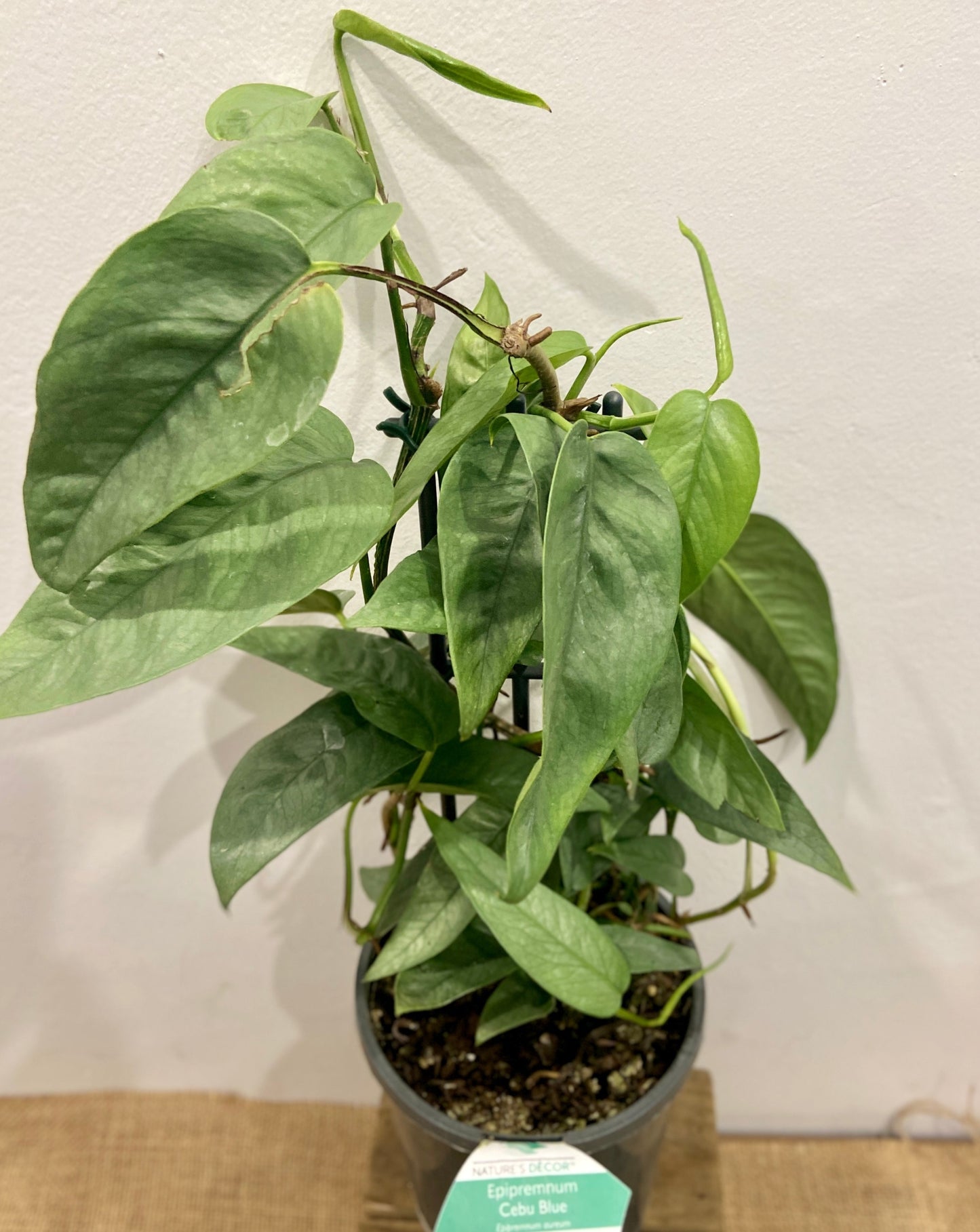 Epipremnum Cebu Blue - Cebu Blue Pothos