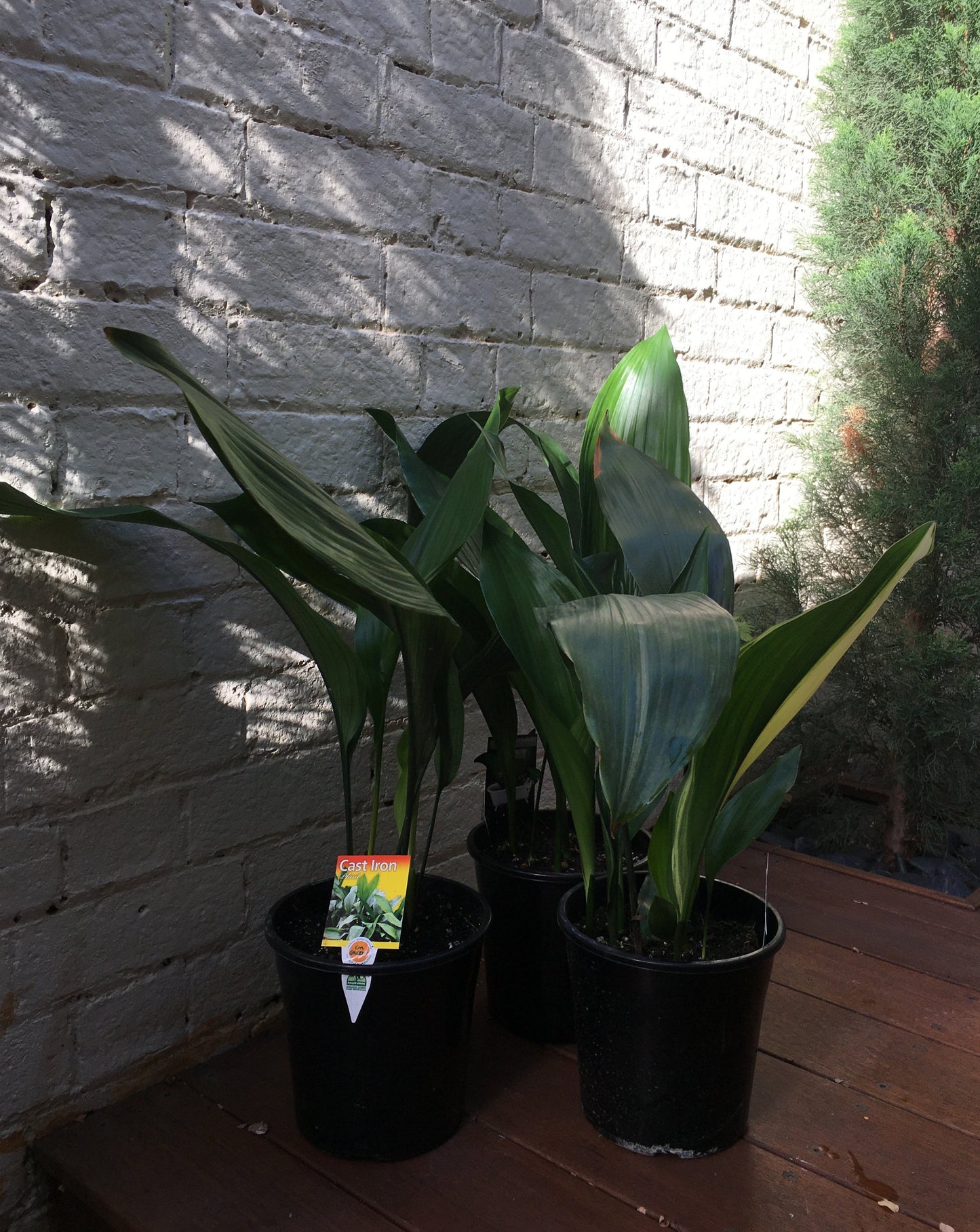 Aspidistra elation (Cast Iron plant)