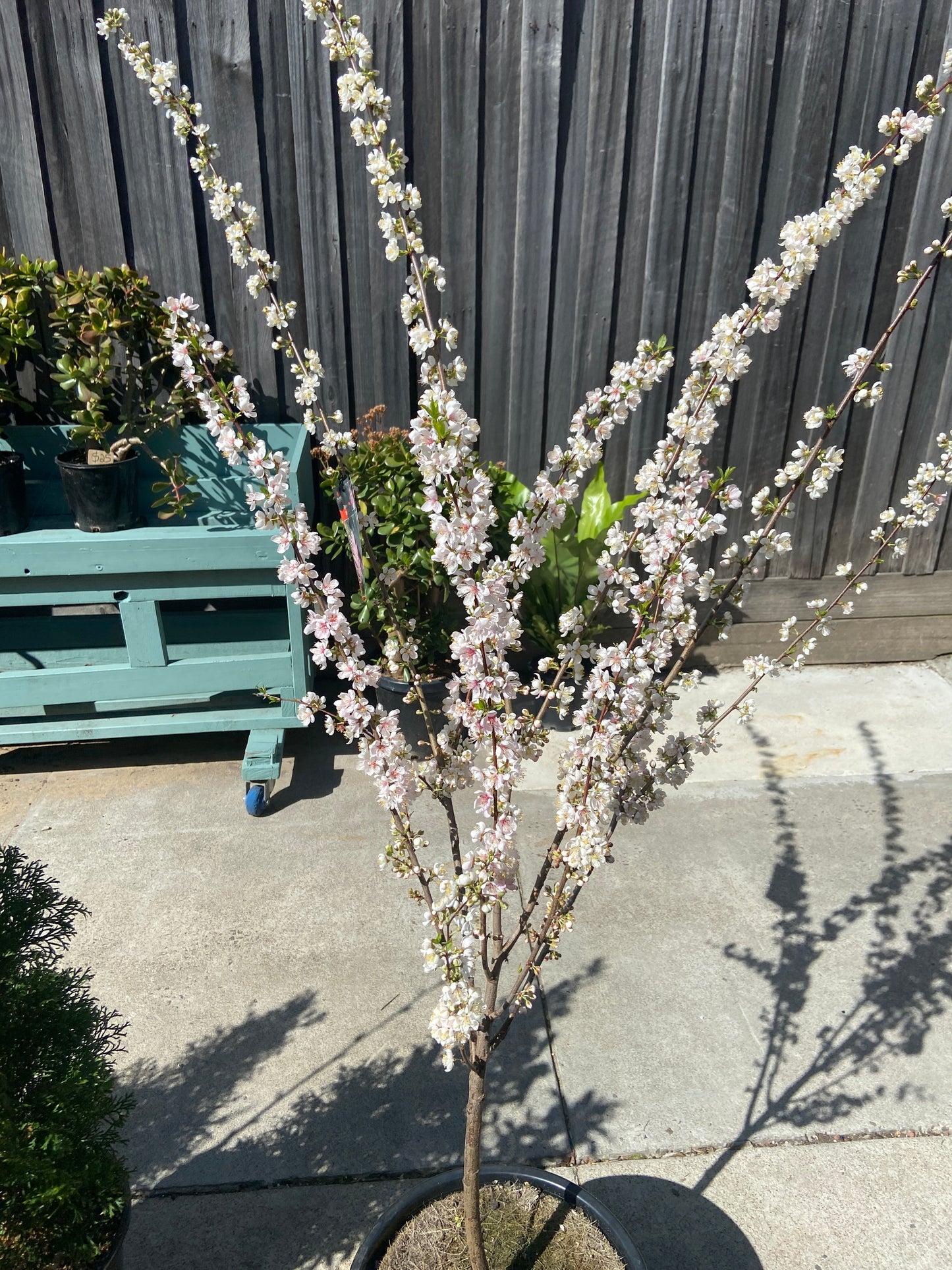 The Elvins Flowering Plum ('Prunus x Elvins Plum')