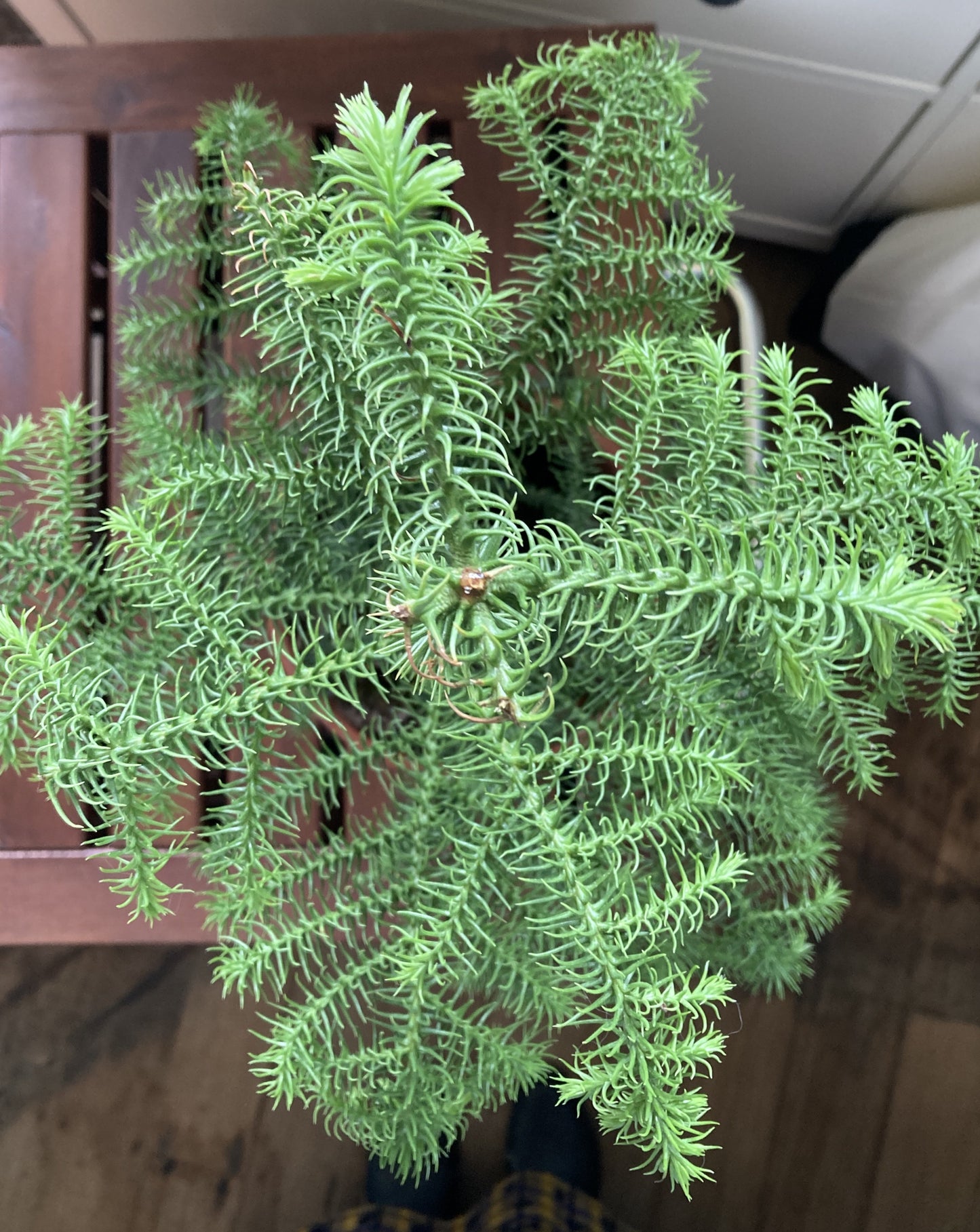 Araucaria Heterophylla (Norfolk Island Pine)