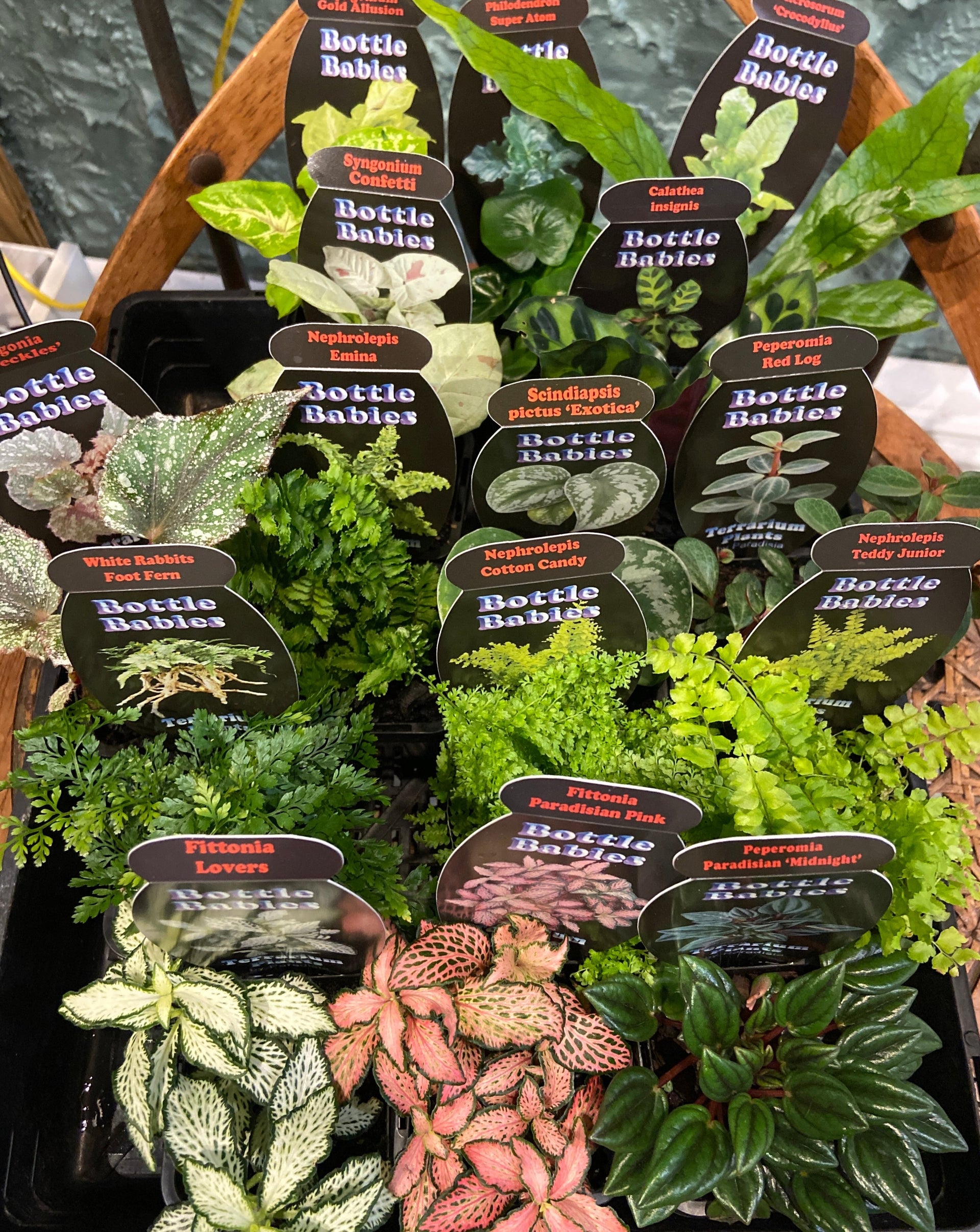 terrarium plants bunnings Bottle Babies ~ assorted – Plantonica