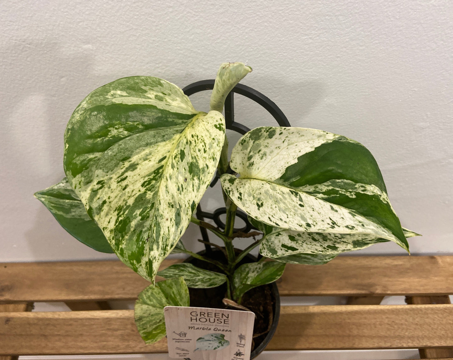 Epipremnum aureum (Devil's Ivy) - Marble Queen