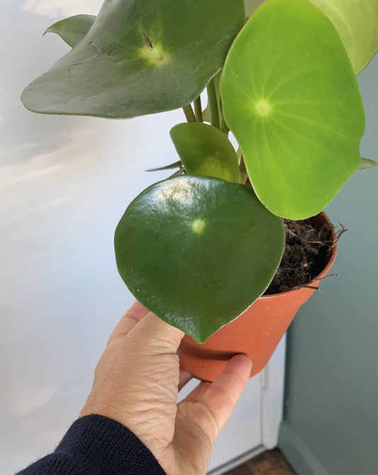 Peperomia polybotrya 'Coin Leaf'