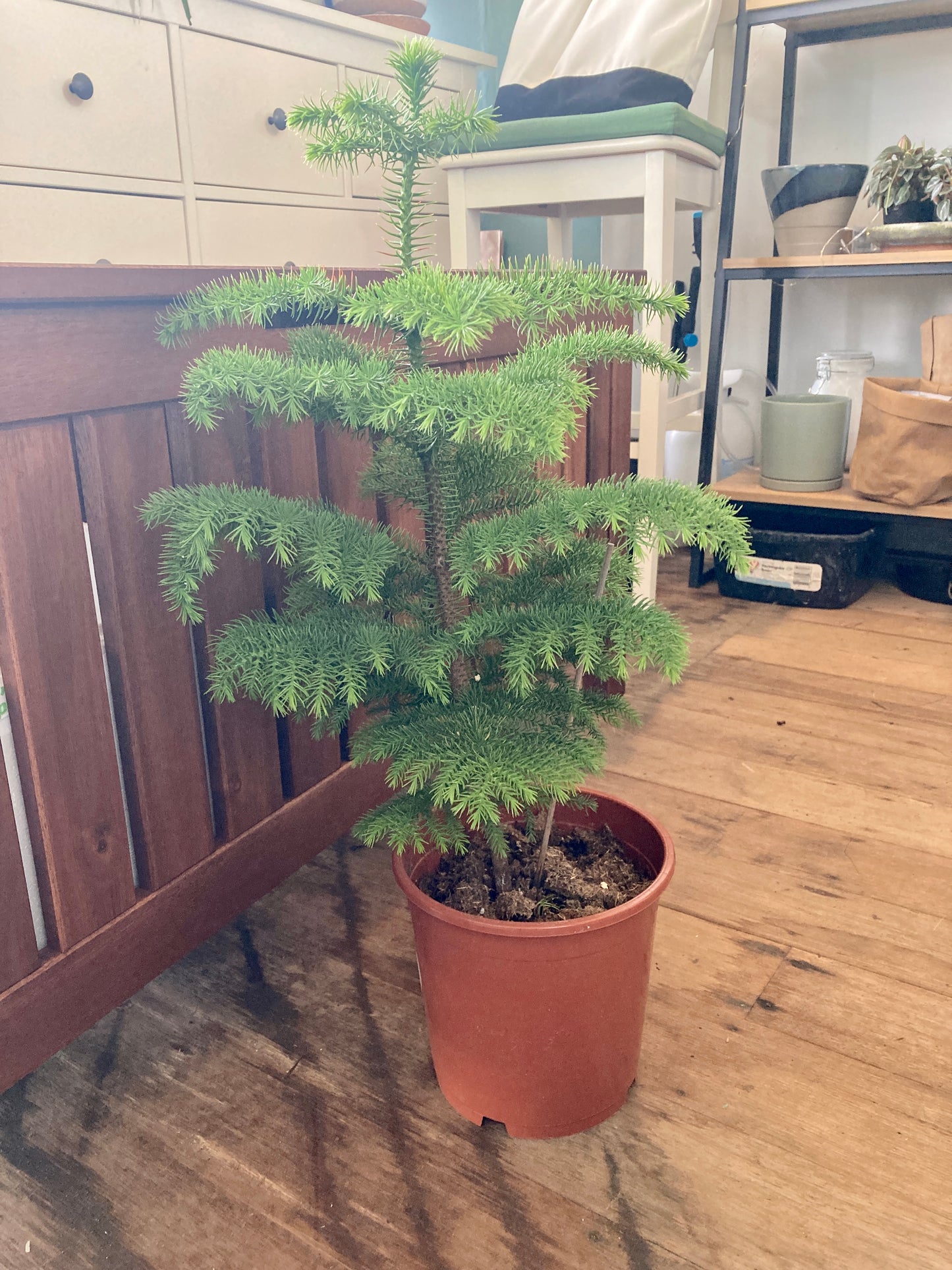 Araucaria Heterophylla (Norfolk Island Pine)