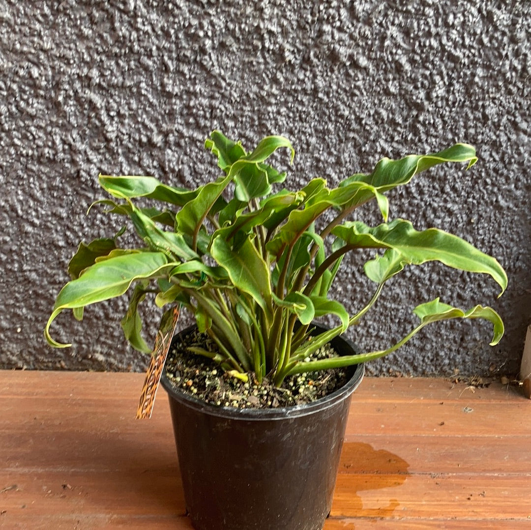 Philodendron Xanadu