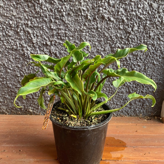 Philodendron Xanadu