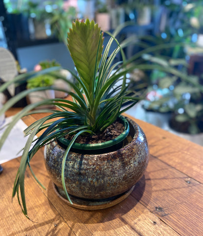 Tillandsia Cyanea – The Pink Quill Plant