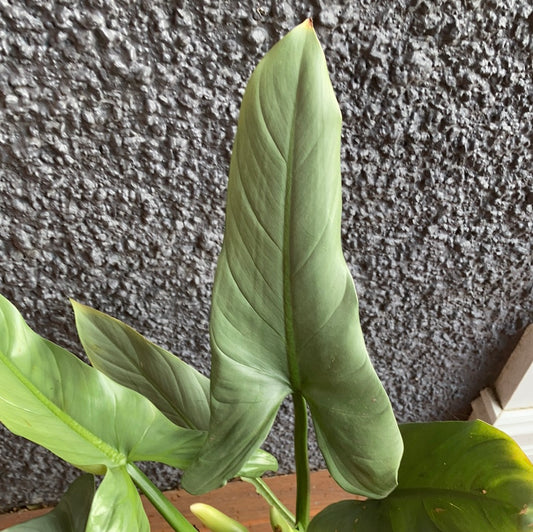Philodendron Silver Sword