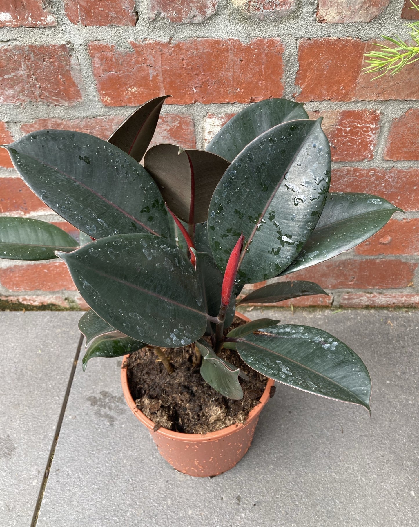 Ficus Elastica ‘Burgundy’ (Rubber plant)