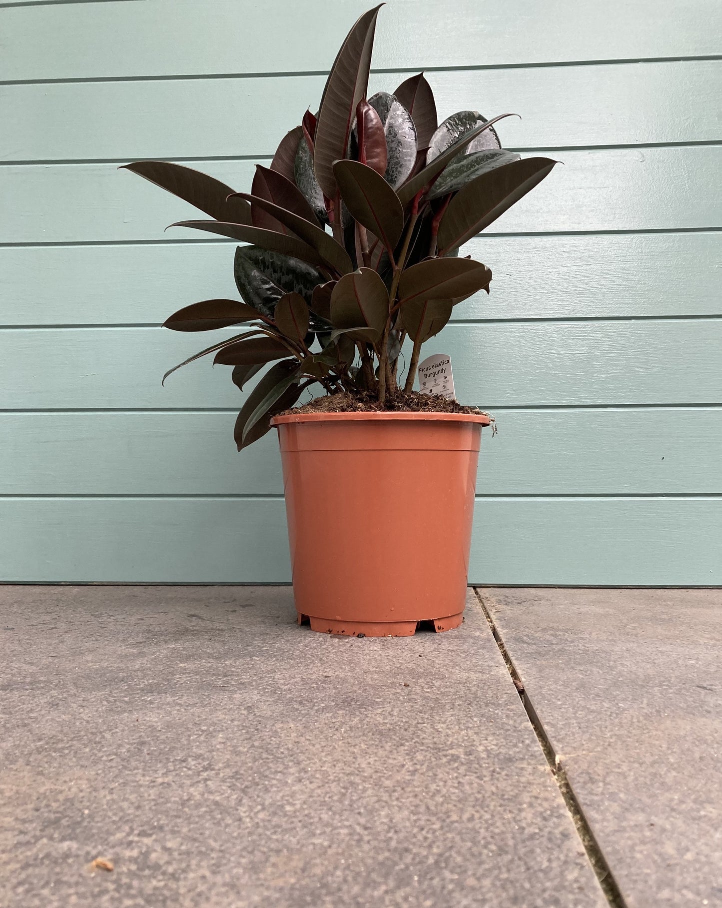 Ficus Elastica ‘Burgundy’ (Rubber plant)