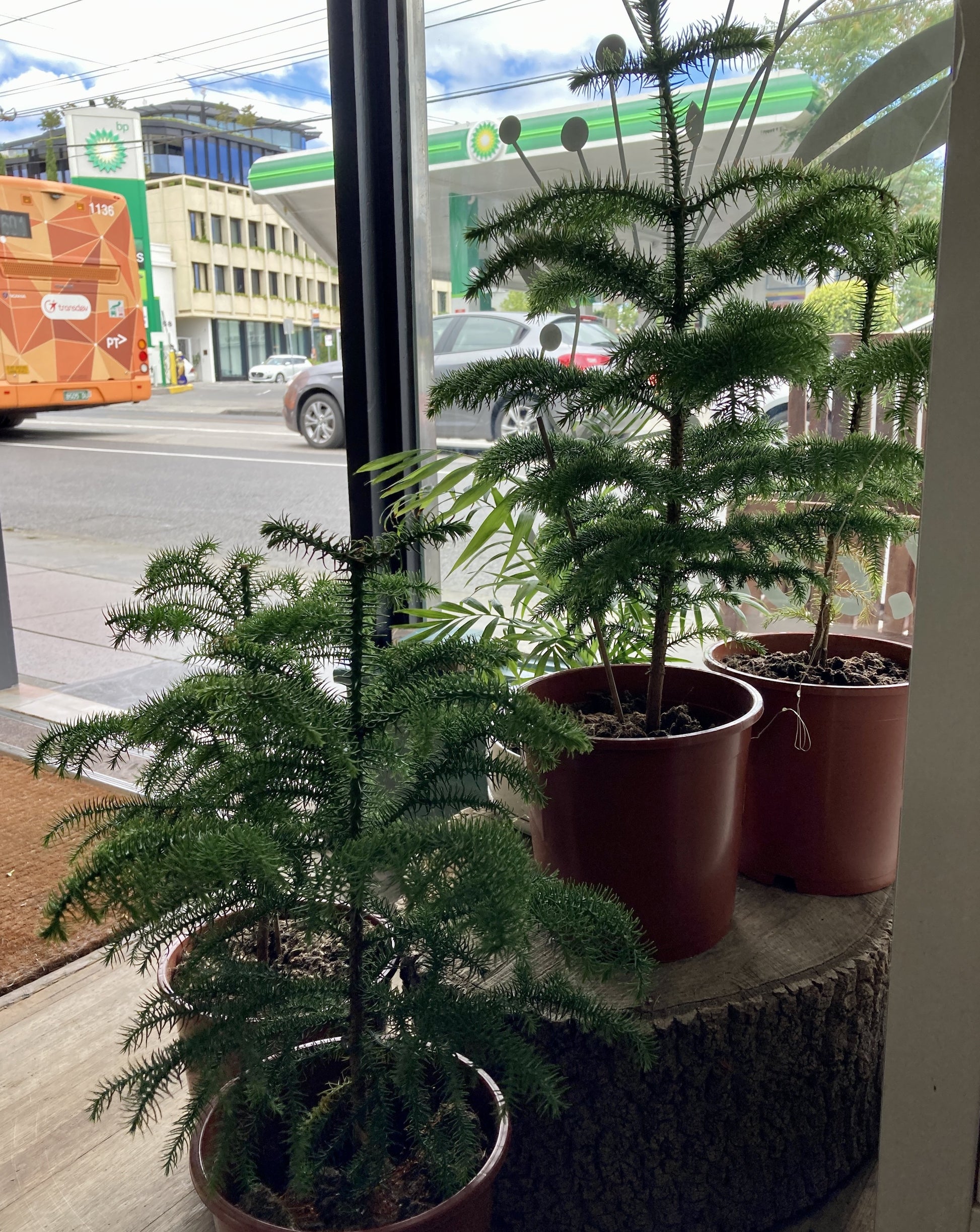 araucaria plant indoor Araucaria Heterophylla (Norfolk Island Pine) – Plantonica