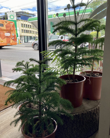 Araucaria Heterophylla (Norfolk Island Pine)