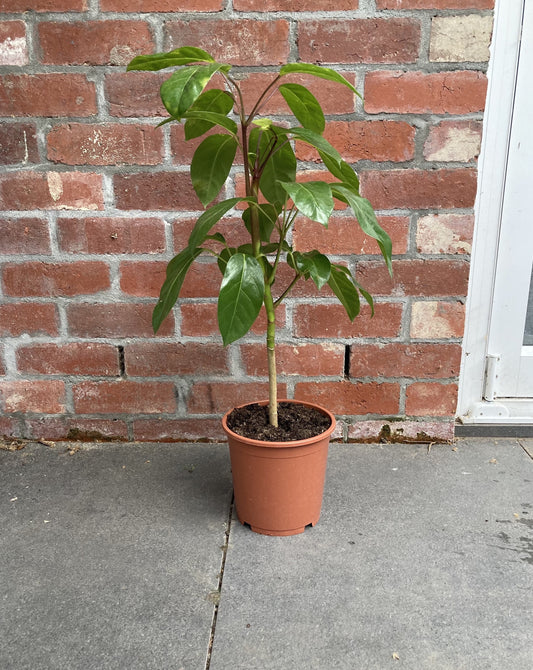 Schefflera amata (Umbrella Tree)