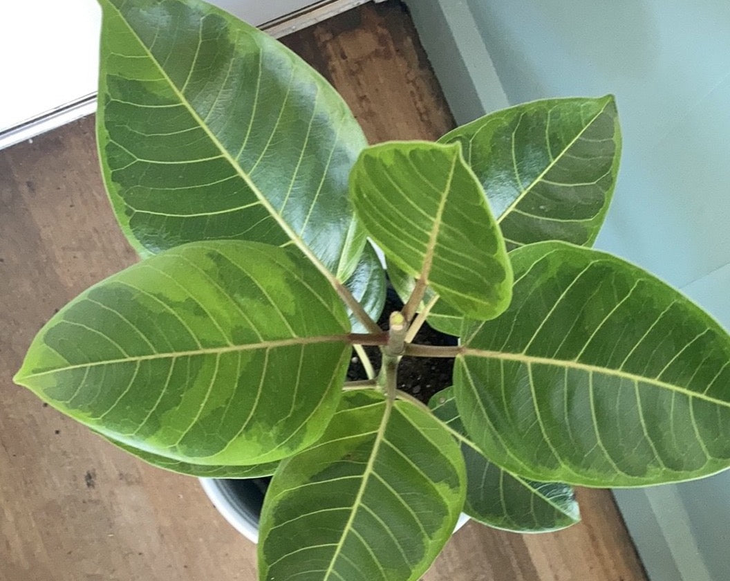 Ficus benghalensis 'Audrey'