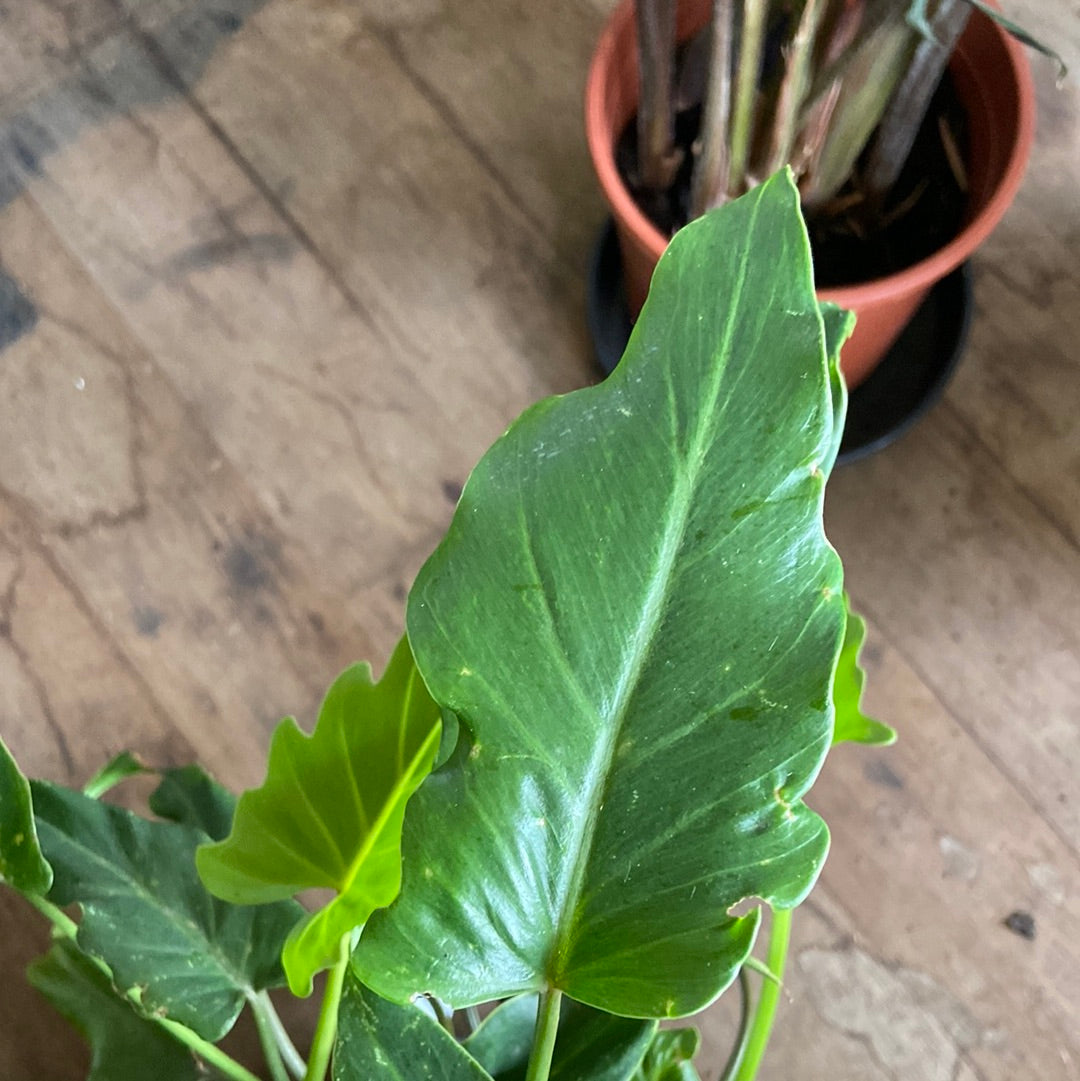 Philodendron Xanadu