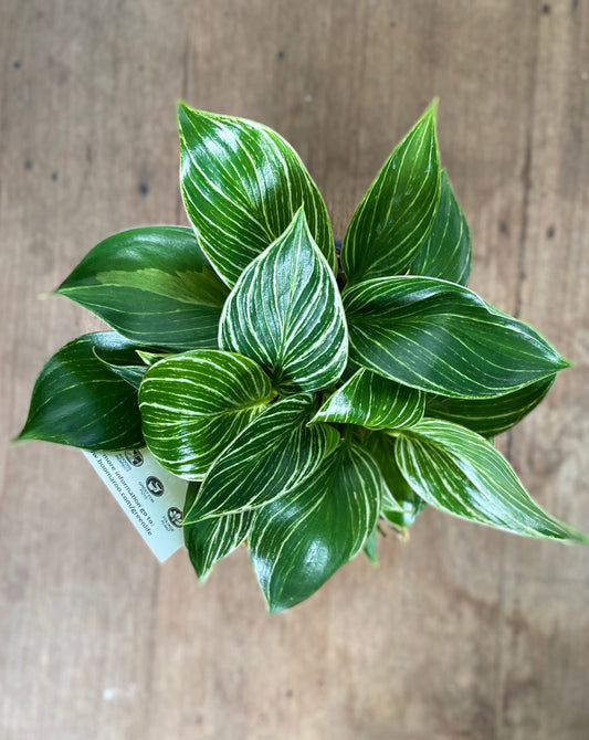 Philodendron 'Birkin'