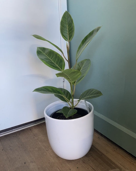 Ficus benghalensis 'Audrey'