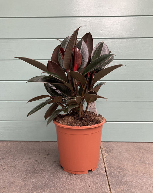 Ficus Elastica ‘Burgundy’ (Rubber plant)