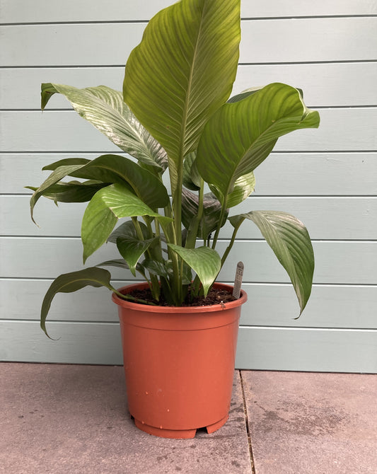 Spathiphyllum 'Peace Lily'