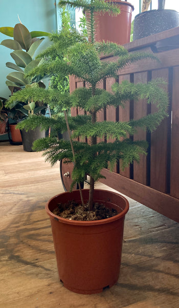 Araucaria Heterophylla (Norfolk Island Pine)