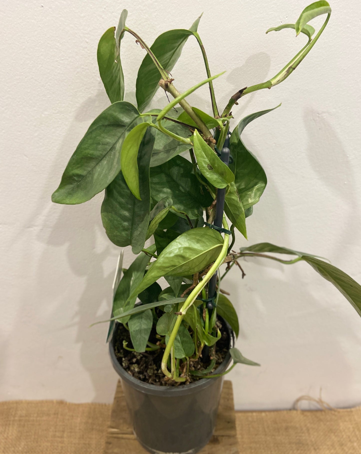 Epipremnum Cebu Blue - Cebu Blue Pothos