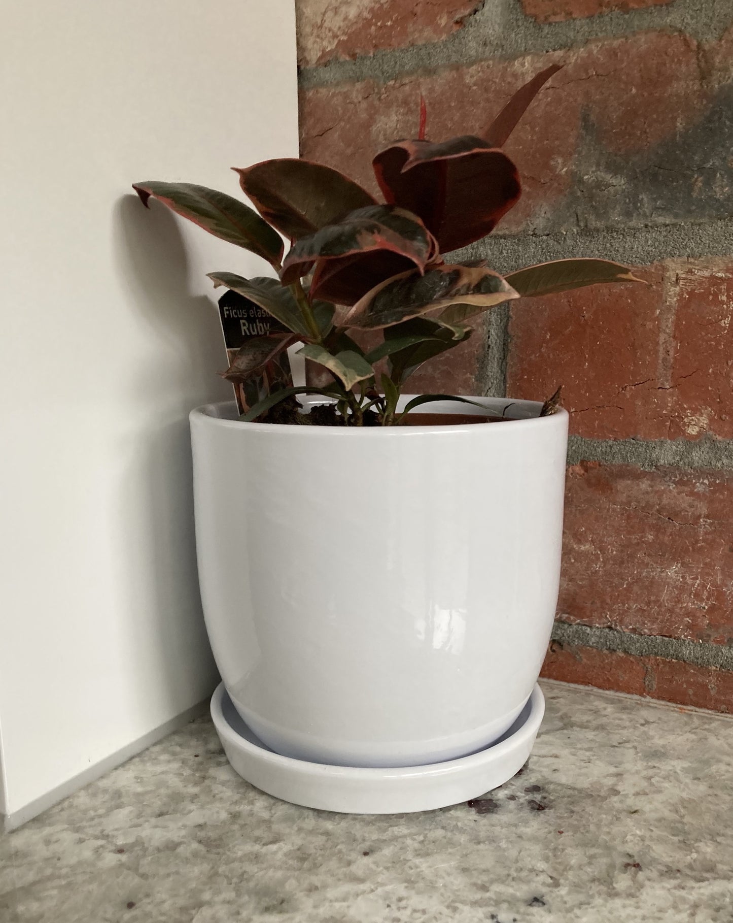 Ficus Elastica 'Ruby' (Rubber plant)