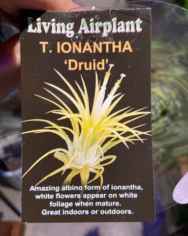 Tillandsia - Ionantha 'Druid’