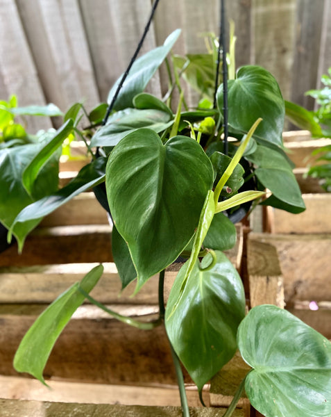 Philodendron cordatum (Heart Leaf Philodendron)
