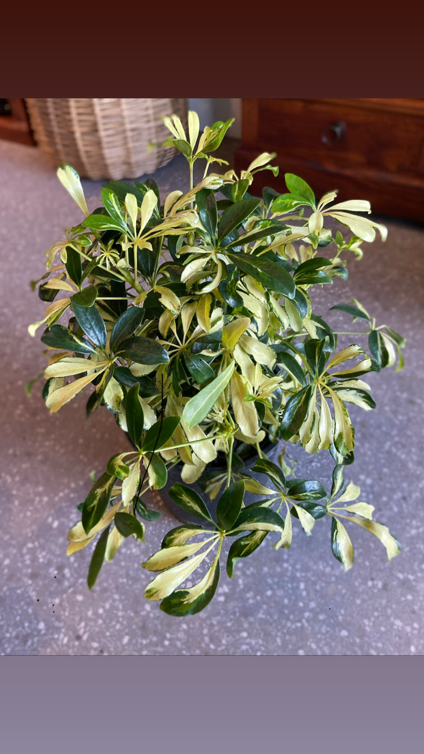 Schefflera arboricola madam (Dwarf Umbrella Tree)