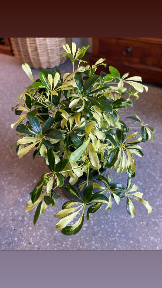 Schefflera arboricola madam (Dwarf Umbrella Tree)