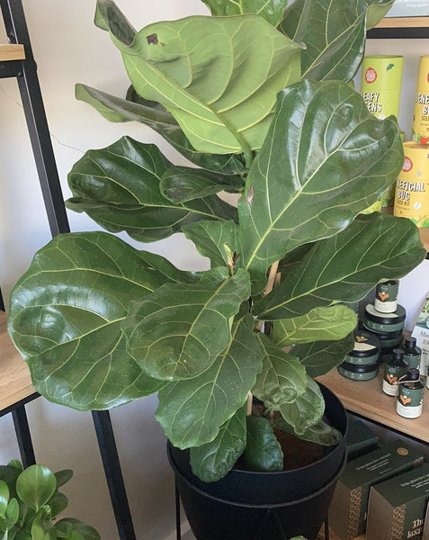 Ficus Lyrata - Fiddle Leaf Fig