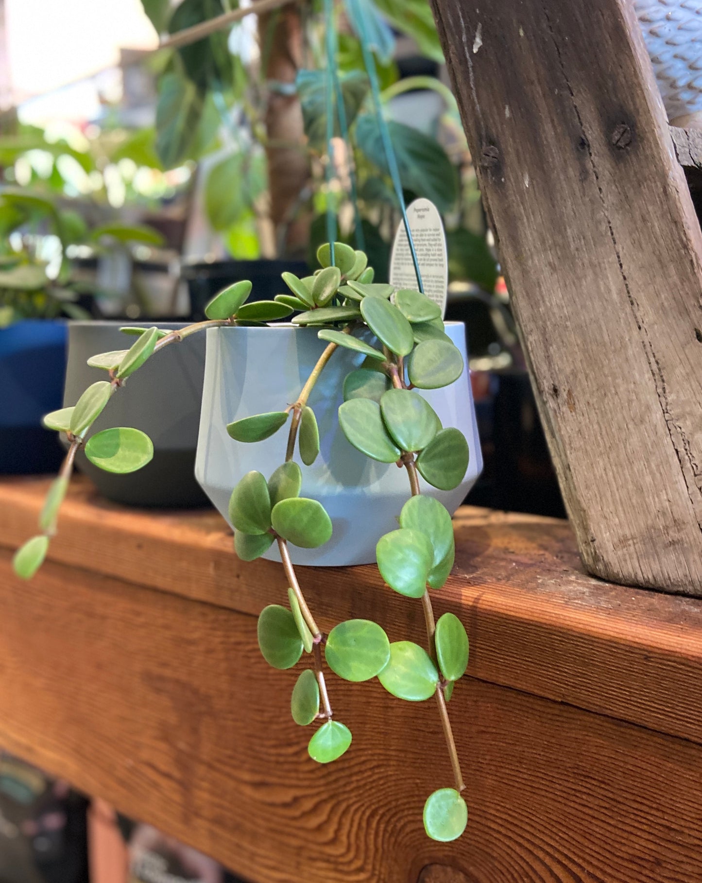 Peperomia Hope