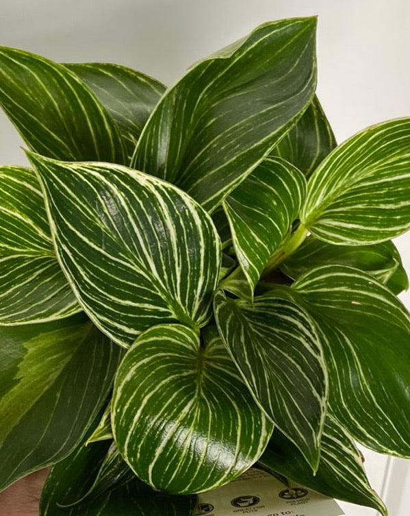 Philodendron 'Birkin'