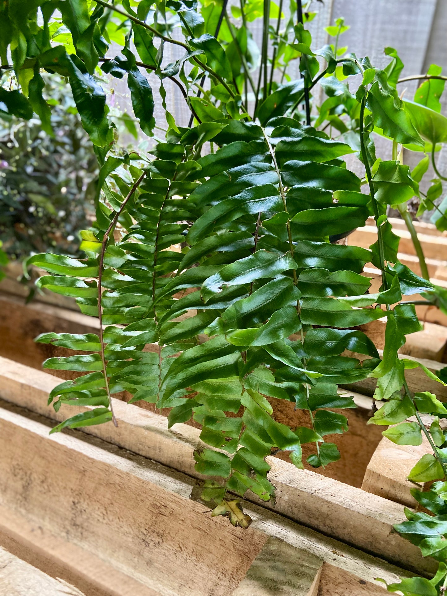 Nephrolepis bisarata 'Macho' fern hanging basket