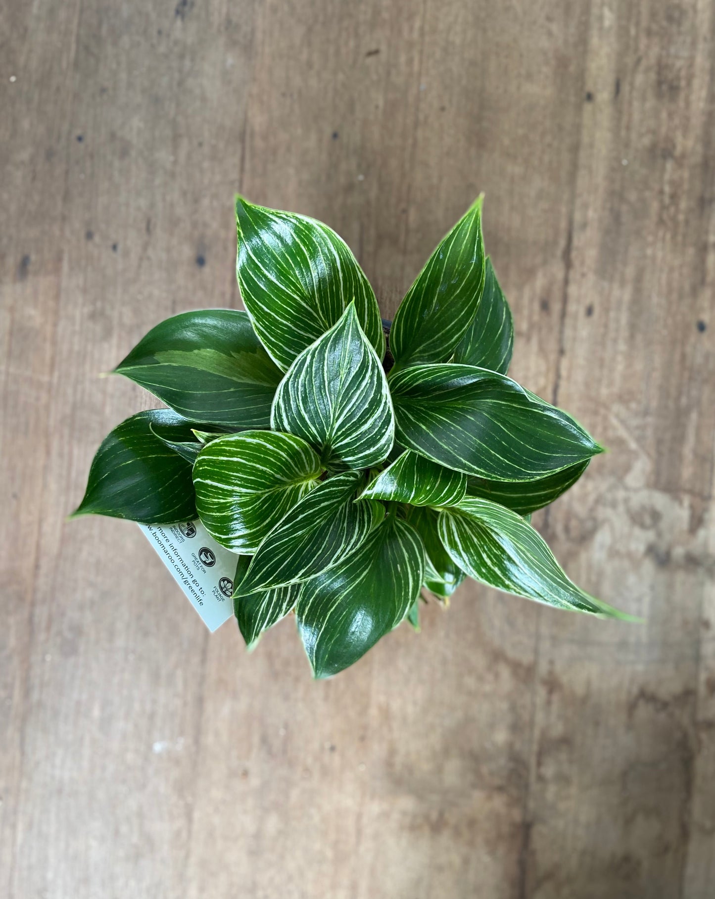 Philodendron 'Birkin'