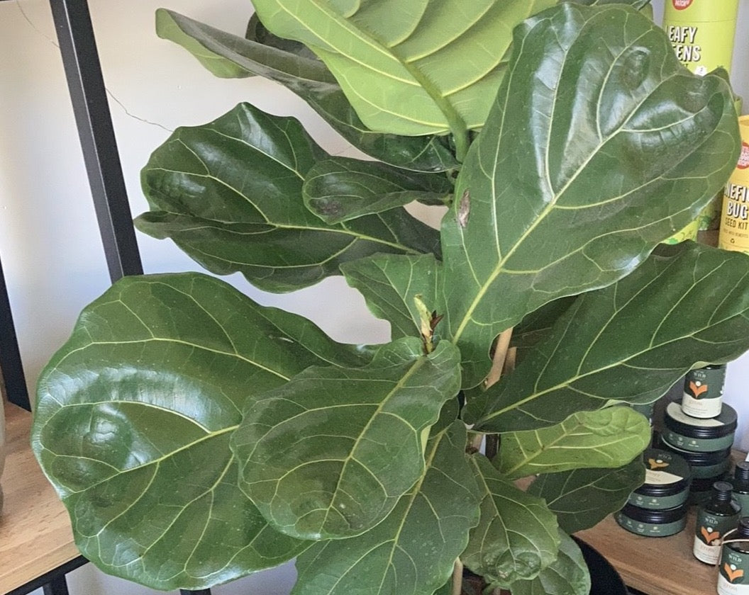 Ficus Lyrata - Fiddle Leaf Fig