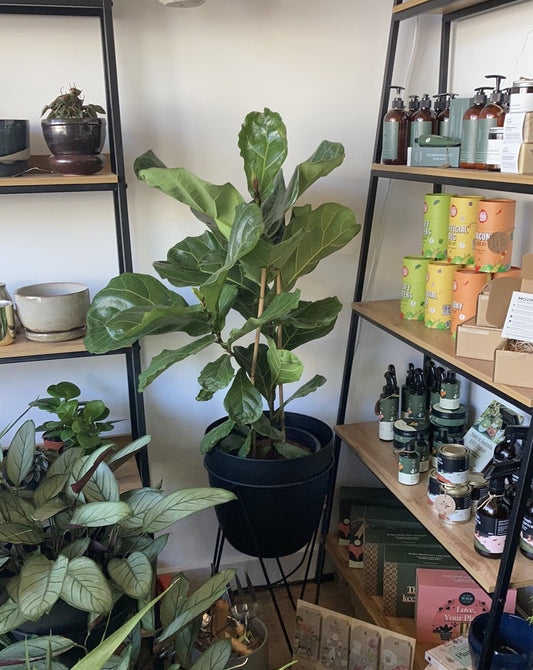 Ficus Lyrata - Fiddle Leaf Fig