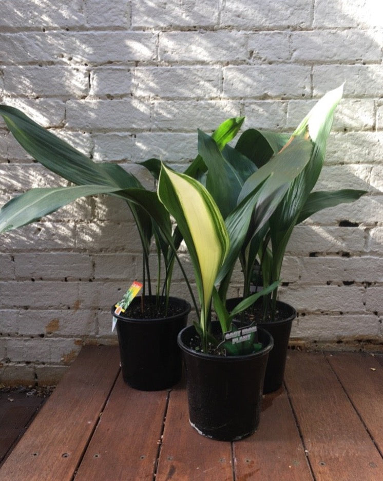 Aspidistra elation (Cast Iron plant)