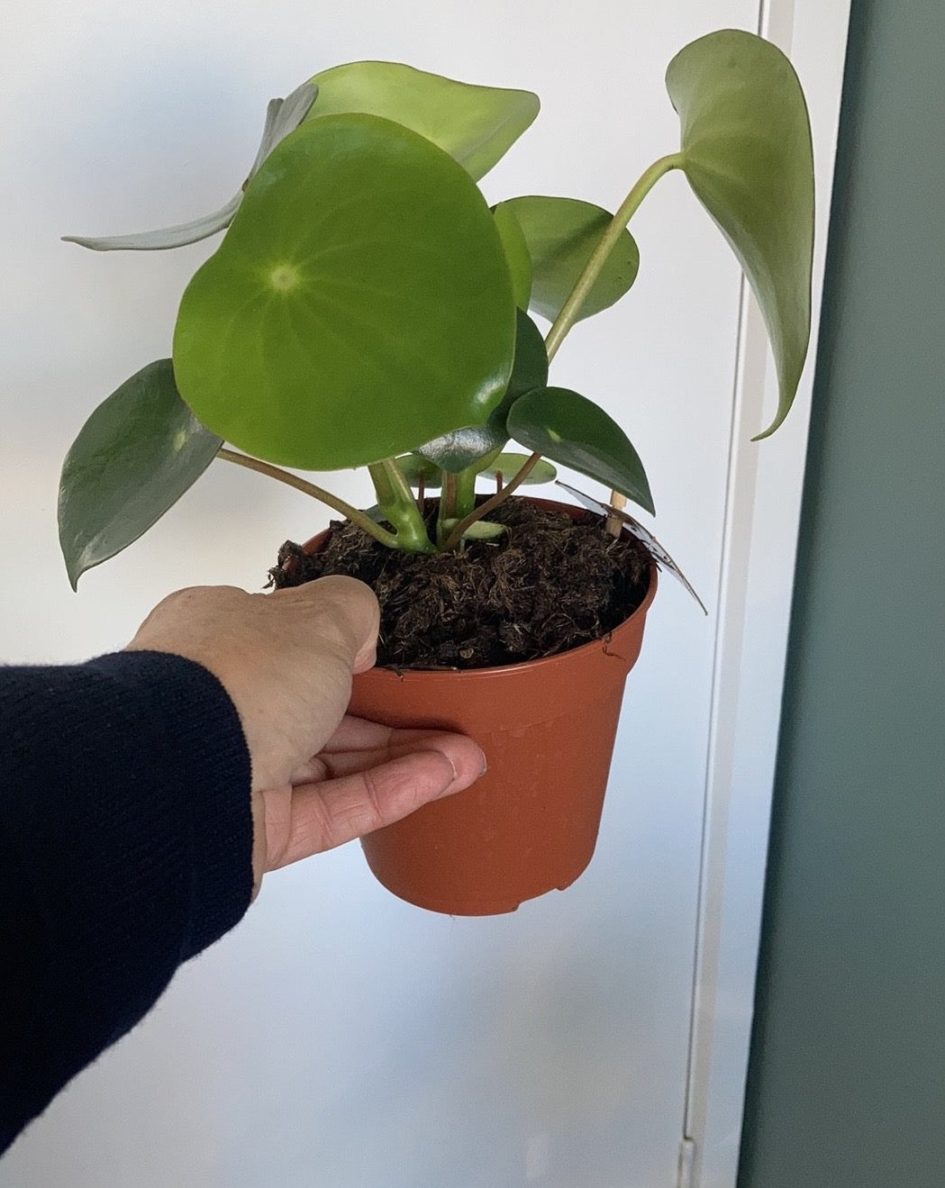 Peperomia polybotrya 'Coin Leaf'