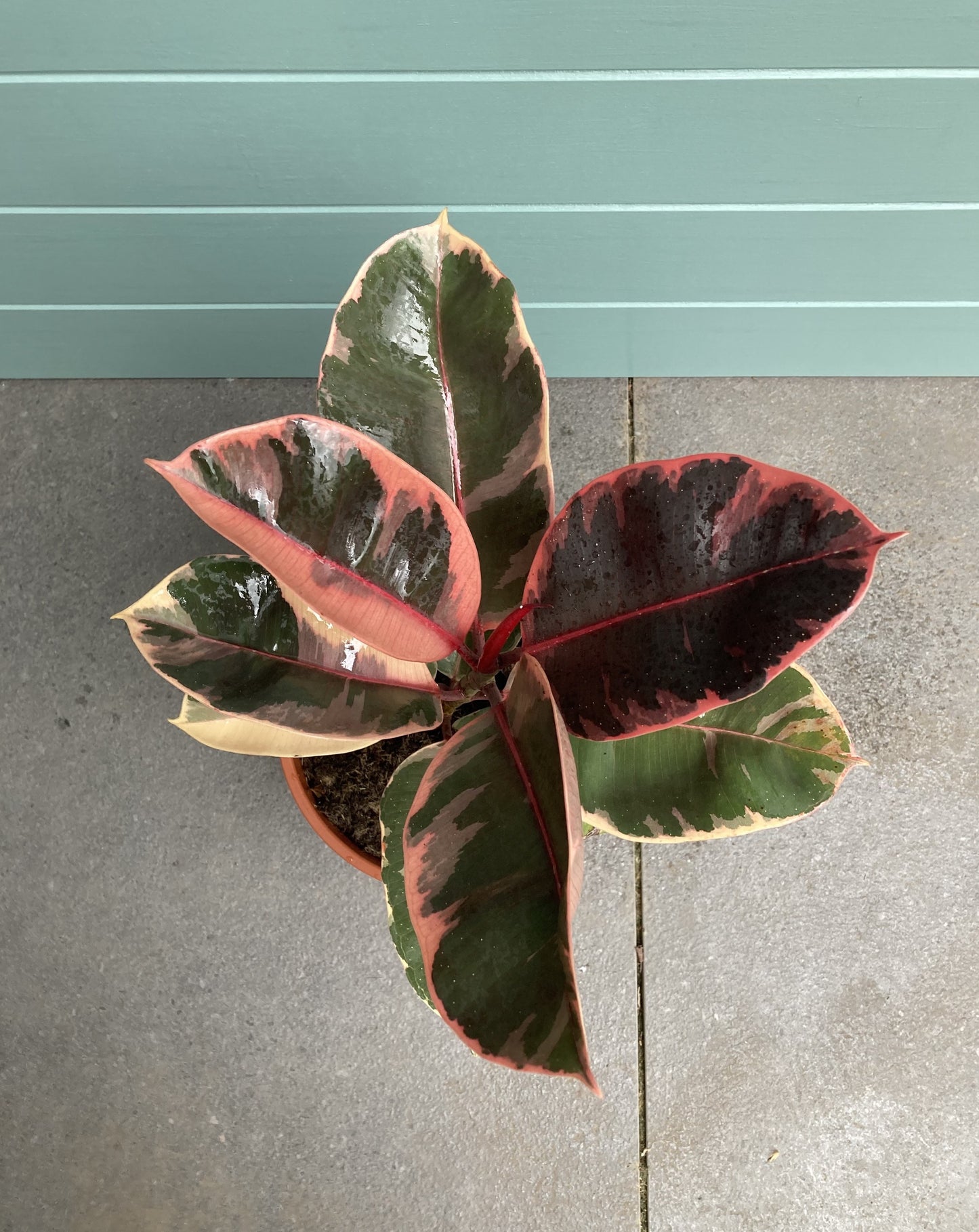 Ficus Elastica 'Ruby' (Rubber plant)