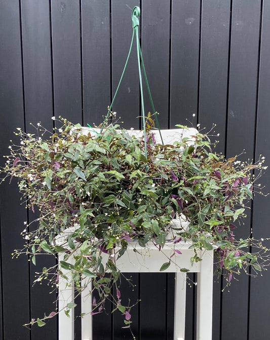 Gibasis geniculate 'Tahitian Bridal Veil' 25cm Hanging Basket