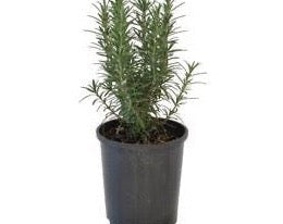 Rosemary herb